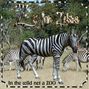 Z is for Zebra