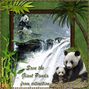 Endangered Animal Challenge