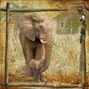 Elephant love
