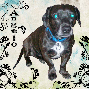 angelo  precious pup