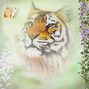 all tiger