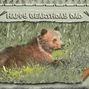 Happy Bearthday! card