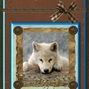 wolf card