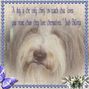 A Dog Is