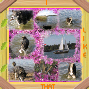 Jami´s favotite wicket