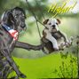 Feburary: National Pet Training Month