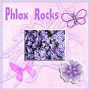 Phlox Rocks