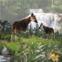 The Okapi The Okapi