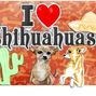 I (Heart) Chihuahuas