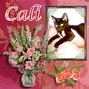 Cali