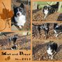 Woofin' in Leaves