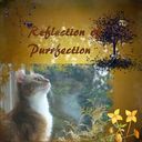 Reflection of Purrfection Reflection of Purrfection