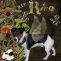 Our Beloved "Rico"