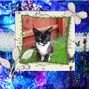 Stray cat!