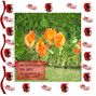 Poppies in my garden