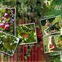 MILLIE'S ORCHARD