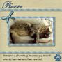 Cats from work - Pierre