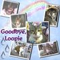 Goodbye Loopie