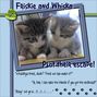 Cats from work - Friskie and Whiska