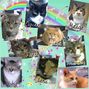 A Rainbow of Kitties