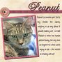 Cats from work - Peanut