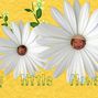 my little flower