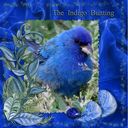 Indigo Bunting.craft Indigo Bunting.craft