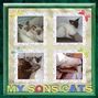 My Sons Cats