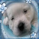 Dreams Dreams