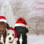 Yappy Christmas
