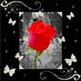 Black & white_Red Rose