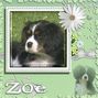Zoe