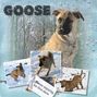 Snow Goose