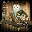 The Wise Owl
