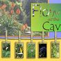 Flowers at the Cavern