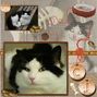 CJ the Cat