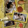 Kitty 2
