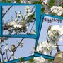 The birds in my garden