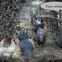 Chicken run challenge Chicken run challenge