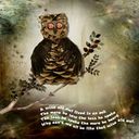 wise owl 1