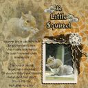 a little squirrel a little squirrel