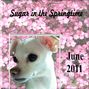 Sugar in the Springtime