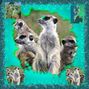 ''Meerkat Family''