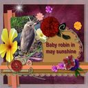 Baby Robin In May Sunshine Baby Robin In May Sunshine