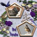 Bird Paradise Bird Paradise