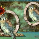 Sparrow hawk steppin' out Sparrow hawk steppin' out