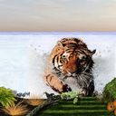Syberian Tiger Syberian Tiger