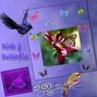 Birds and Butterflies