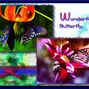 Exploring PhotoLab2-Wonderful Butterflies