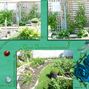 My Home Grown Garden 2012
